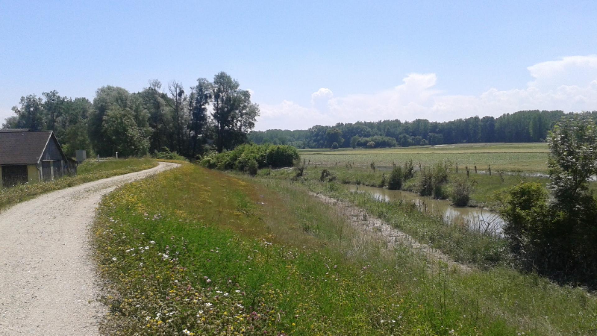 Donau Hochwasserschutz Machlanddamm