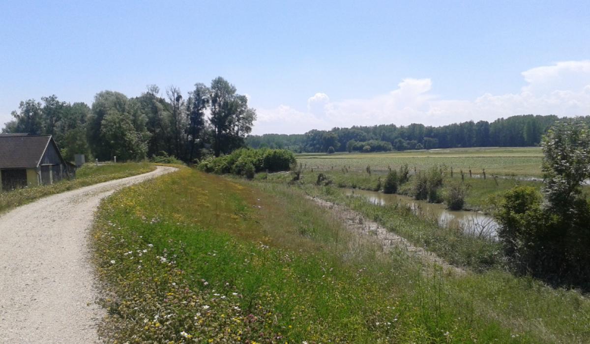 Donau Hochwasserschutz Machlanddamm